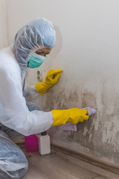 Best Attic Mold Removal  in Byesville, OH
