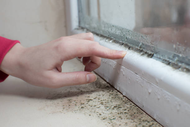 Best Mold Removal for HVAC Installations  in Byesville, OH